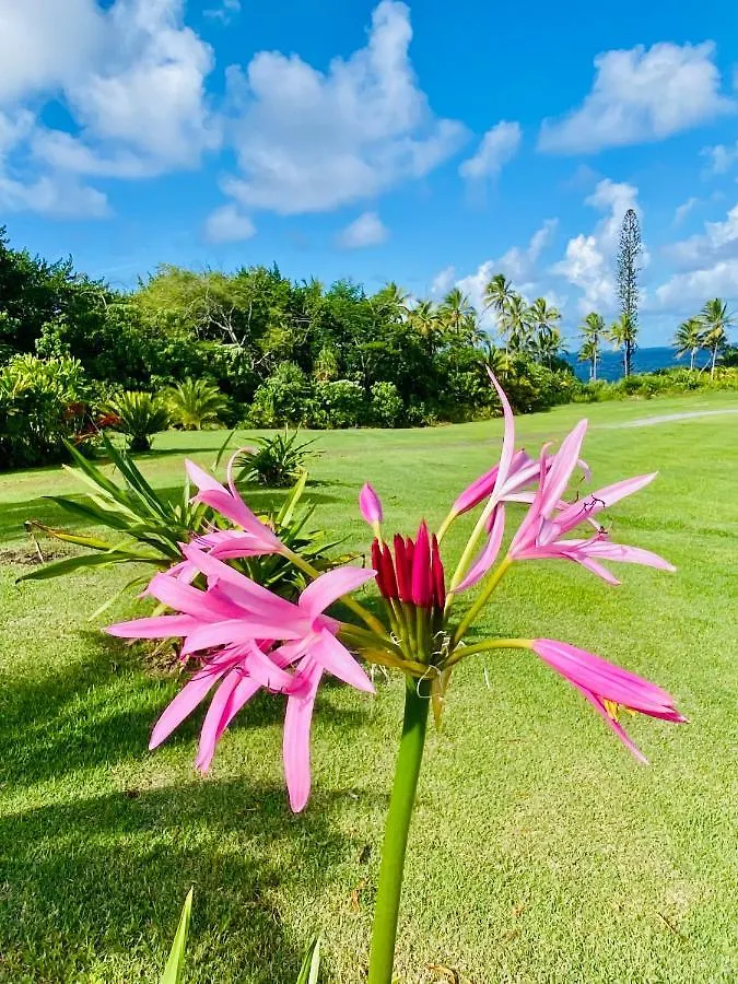 Homestay Wild Blue Water Apartment Pahoa